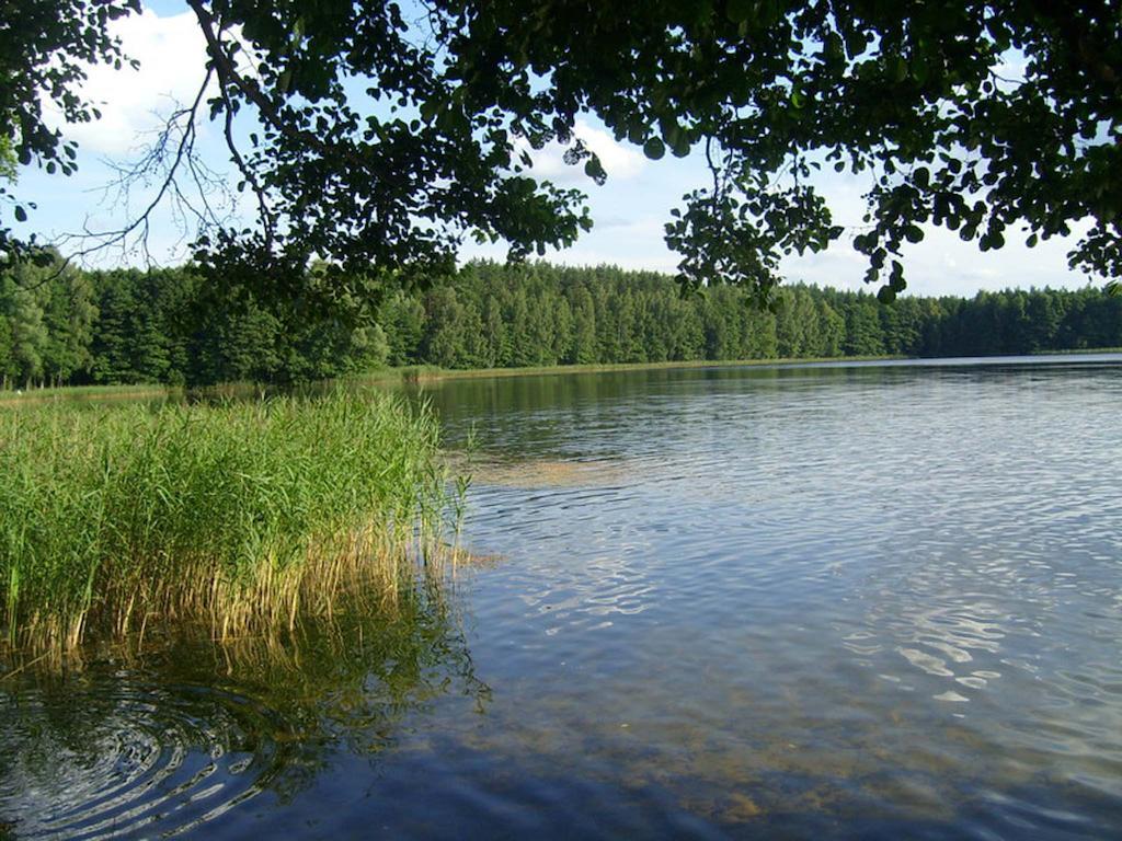 Agro-Tur Domki W Szuwarach Kuty 外观 照片