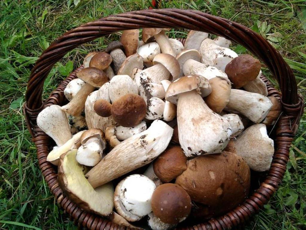 Agro-Tur Domki W Szuwarach Kuty 外观 照片